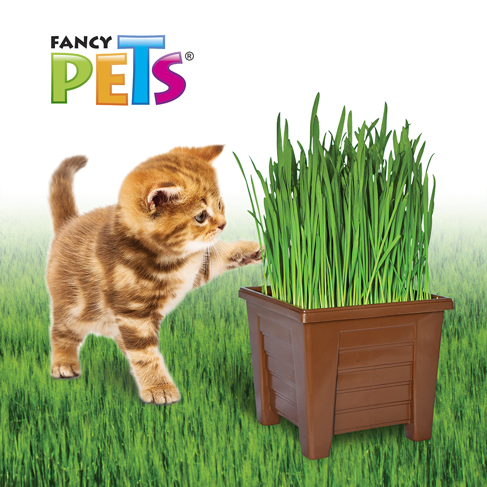 Lomas Pasto para Gatos