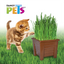 Lomas Pasto para Gatos