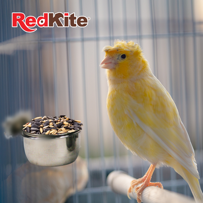 Kumar Taza de Acero con Abrazadera para Aves