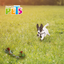 Hengli Juguete Hueso de Hilo Multicolor Pal Thread para Perro