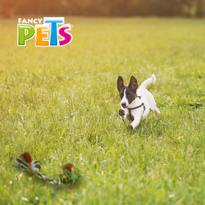 Hengli Juguete Hueso de Hilo Multicolor Pal Thread para Perro