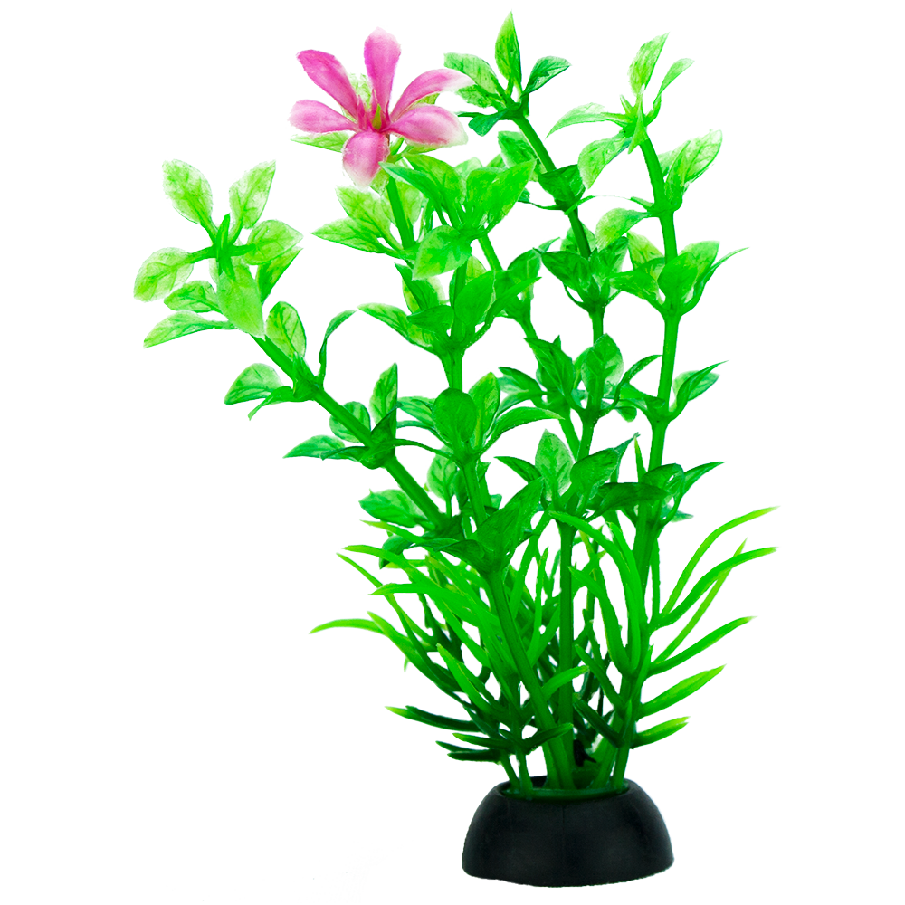 Chicos Planta para Acuario