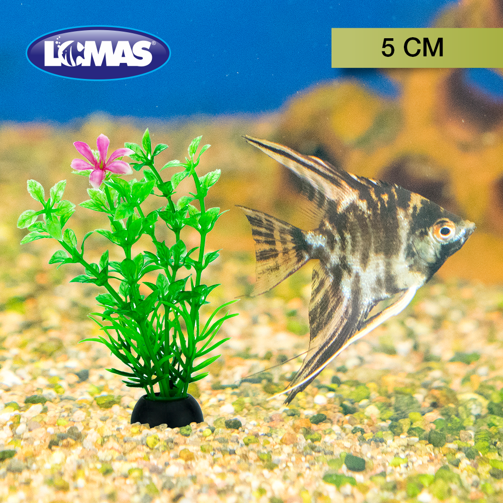 Chicos Planta para Acuario