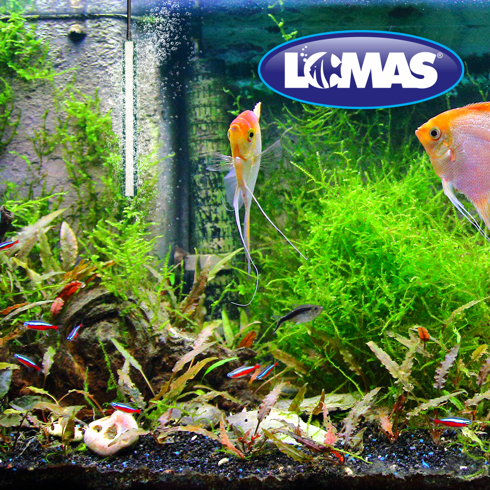 Chicos Piedra Aireadora con Base de Plastico para Peces