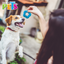 Taizhou Juguete Estrella de Caucho para Perro