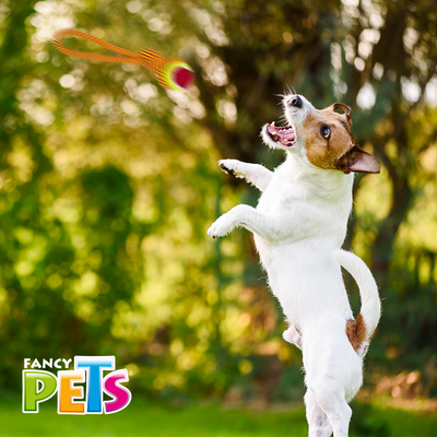 Hengli Juguete Jaladera con Pelota para Perro