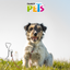 Sanlian Cable para Sujetar Mascotas 5 m