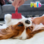 Kudi Carda Roja para Mascotas (Granel)