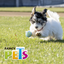 Petsound Pelota Spiky Fetch para Perro