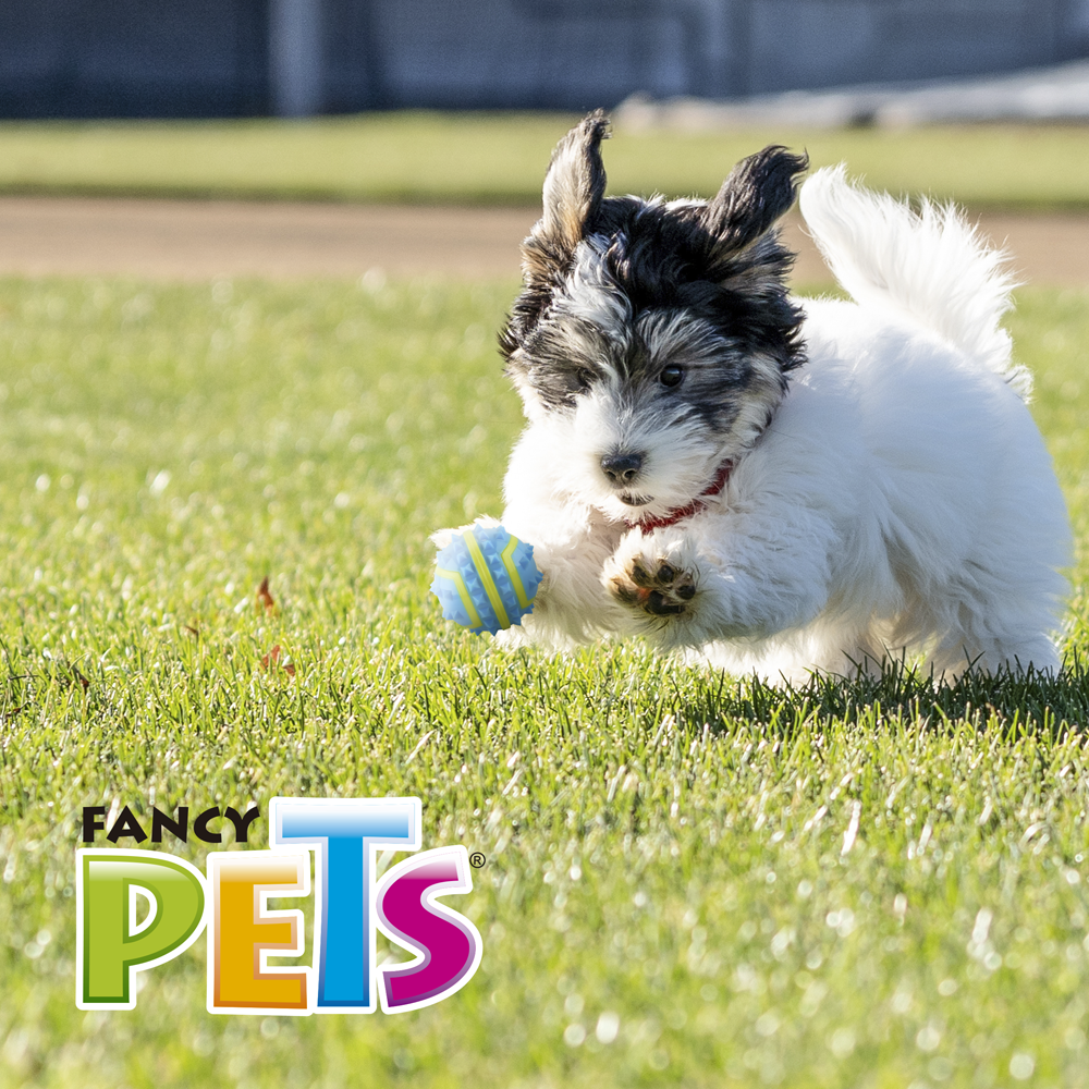 Petsound Pelota Spiky Fetch para Perro