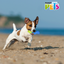 Petsound Juguete Tronco Congelable Cool para Perro