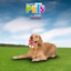 Petsound Juguete Vertebra Grande Sabor Tocino Chew para Perro