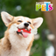 Petsound Juguete Femur Chico Sabor Tocino para Perro