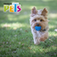 Petsound Juguete Pelota Prisma con Sonido para Perro