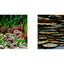 Seaview Respaldo Importado 2 Vistas Modelo BGSL5 para Peces