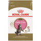 Royal Canin Maine Coon Kitten