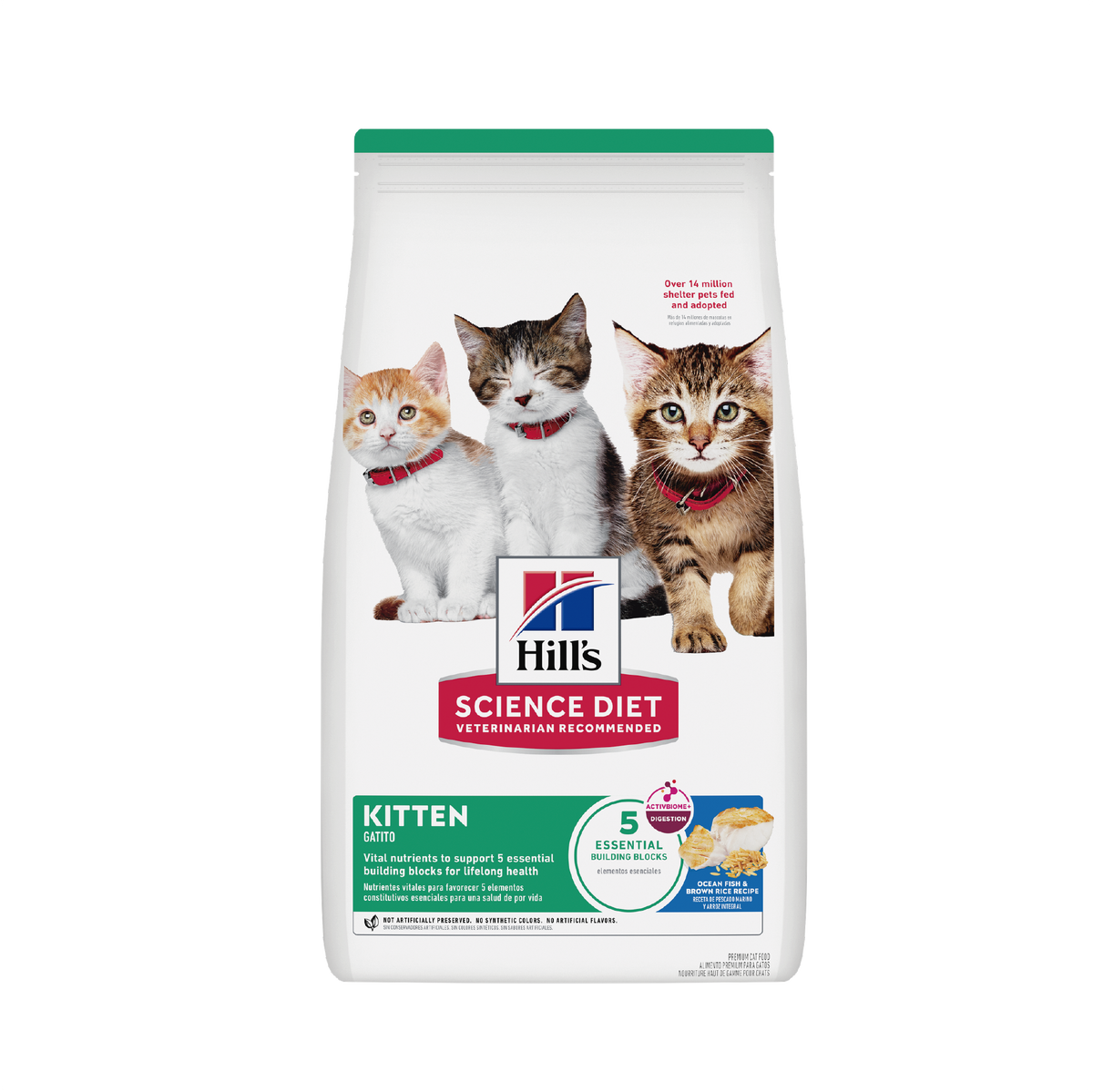 Hills Kitten