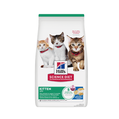 Hills Kitten