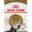 Royal Canin Persa Adulto